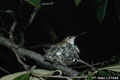 Calliope Hummingbird