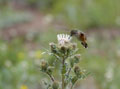 Calliope Hummingbird