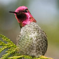 Anna's Hummingbird