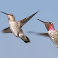 Anna's Hummingbird