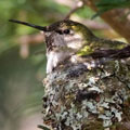 Anna's Hummingbird