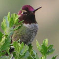 Anna's Hummingbird