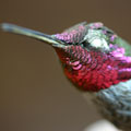 A male Anna's Hummingbird (RBCM 18144) with the left side viewed at an acute angle to show throat colouration.