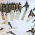 A combination of Rufous Hummingbird specimens: 1) standard study skins, 2) isolated wings, and 3) standard specimens with wings outstretched.