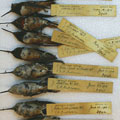 A full tray of Rufous Hummingbird specimens, some dating back to 1912.