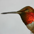 A male Rufous Hummingbird (RBCM 18022) in profile, but at a more acute angle, showing the intense red throat.