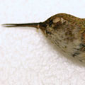A female Rufous Hummingbird (RBCM 2965) in side view.
