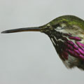 A male Calliope Hummingbird (RBCM 11541) in right side view.