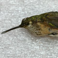 A female Calliope Hummingbird (RBCM 11547) in left side view.