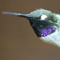 A male Black-chinned Hummingbird (RBCM 11540) viewed at an acute angle to show the black and violet throat plumage.