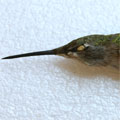 A female Black-chinned Hummingbird (RBCM 11553) in left side view.