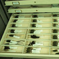 Tray of hummingbirds in cabinet