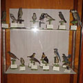Collection de colibris 
