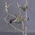The hummingbird collection includes several installations of birds perched on branches.