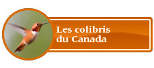 Les colibris du Canada 