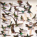 A few specimens of hummingbirds from the collection