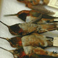 Joyaux silencieux : Vue rapproche de quelques Colibris roux dans la collection du Muse royal de la Colombie-Britannique.
